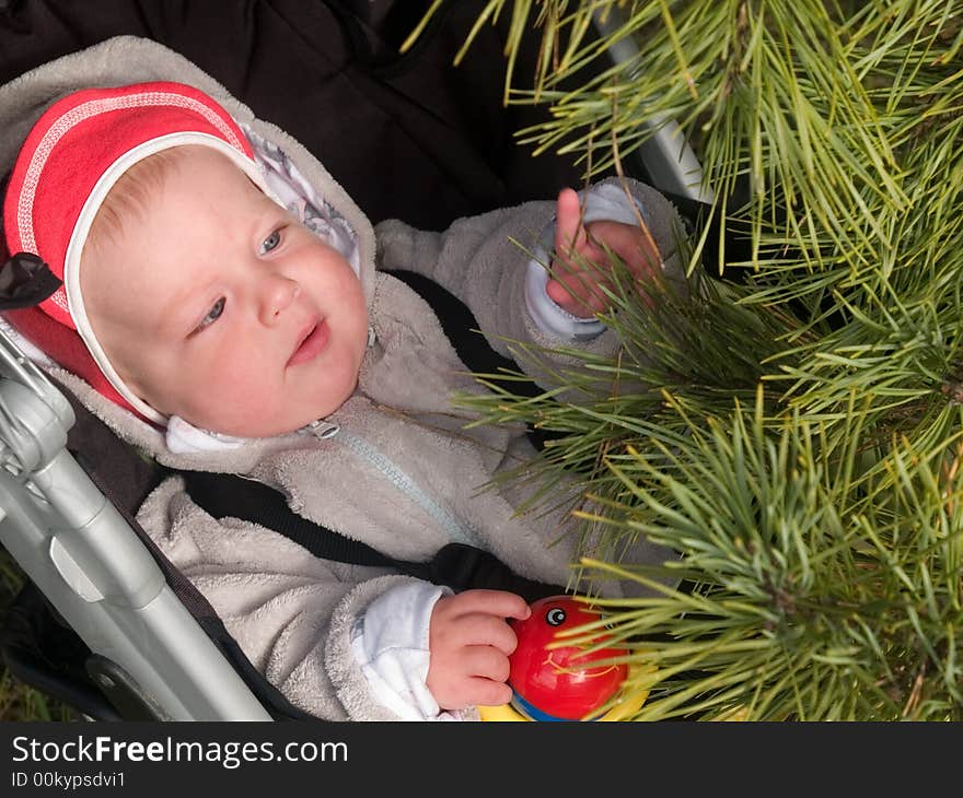 Boy touching pine branch