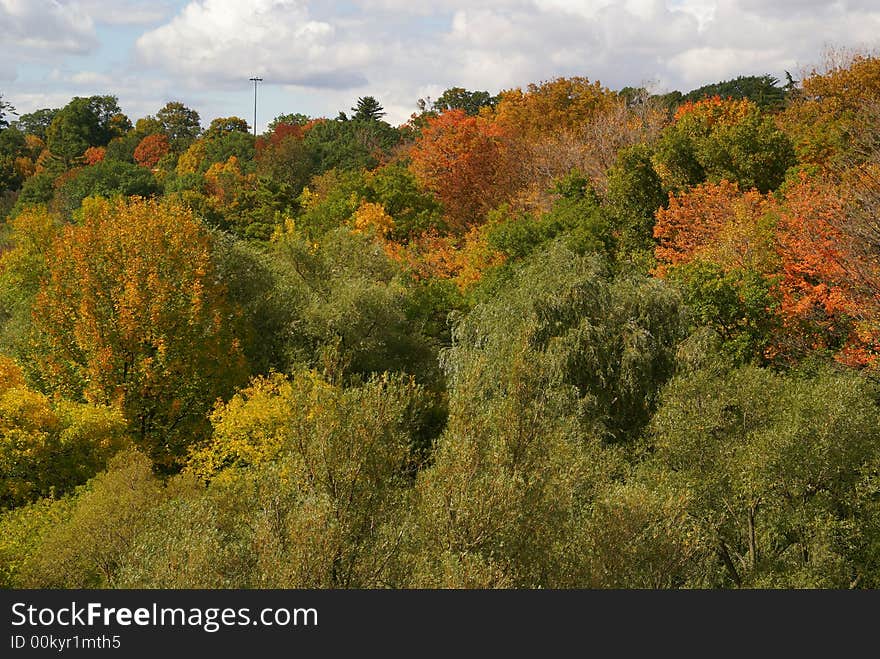 Changing leaves onf autumn