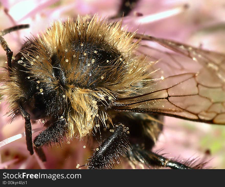 Bee pollinates pink bloom at end of summer, extreme macro