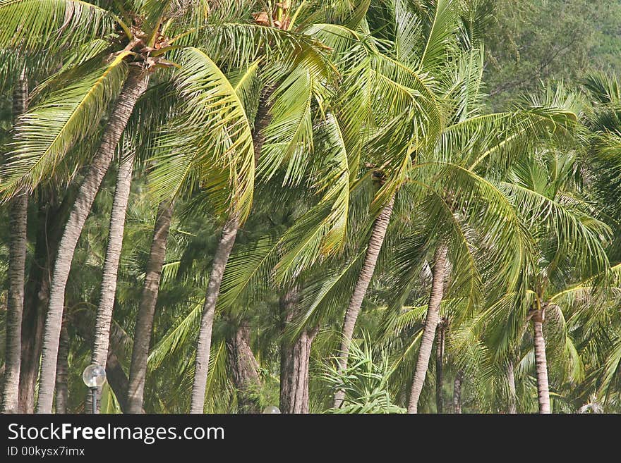 Tropical palm trees and rain forest in Asia