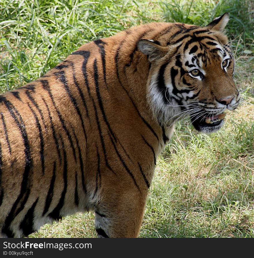 Tiger from zoo in natural sitting. Tiger from zoo in natural sitting