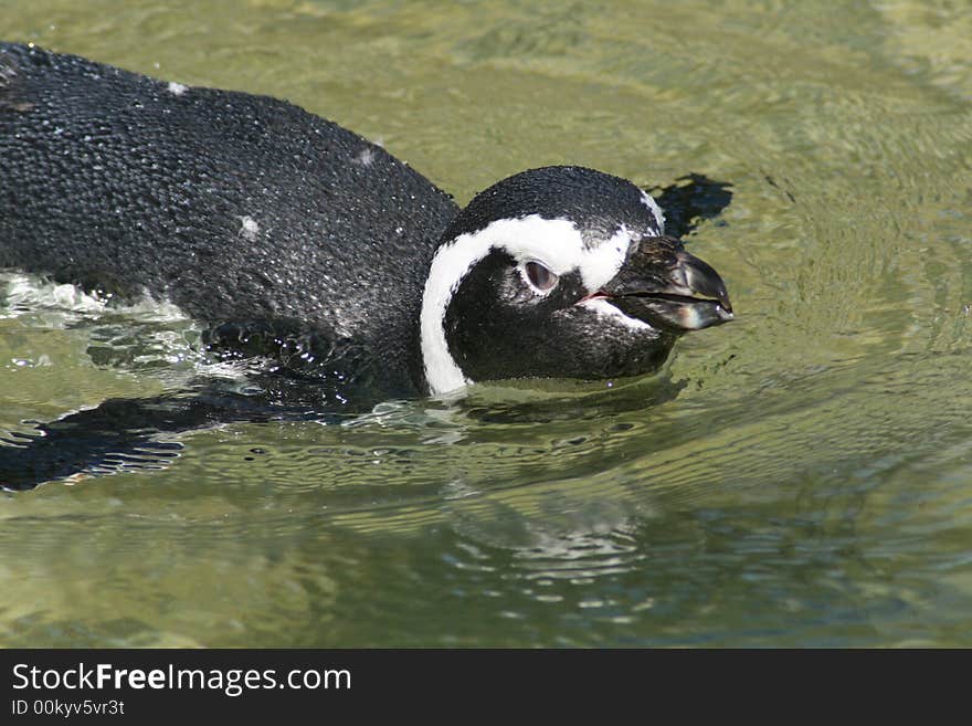 Posing Penguin