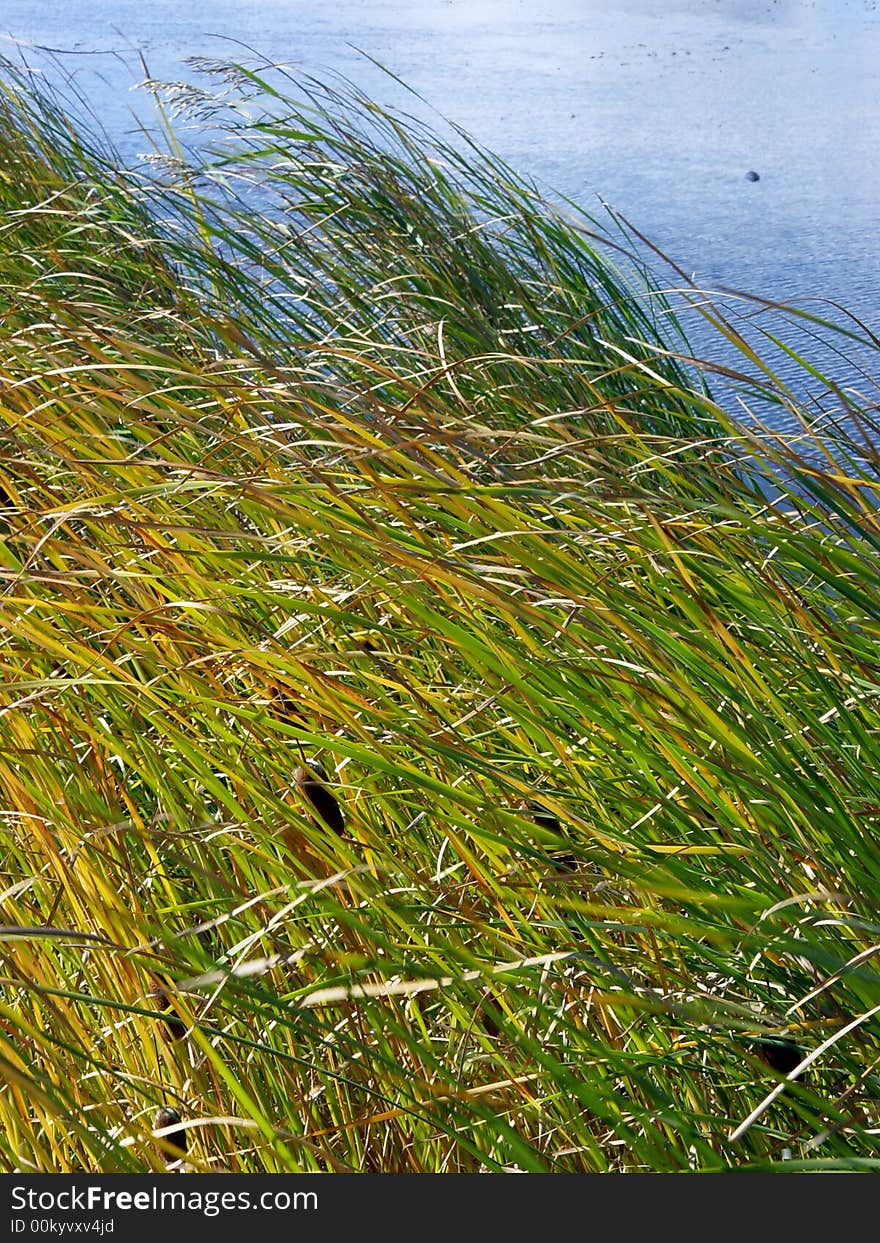 Green and yellow reed with blue lake background. Green and yellow reed with blue lake background