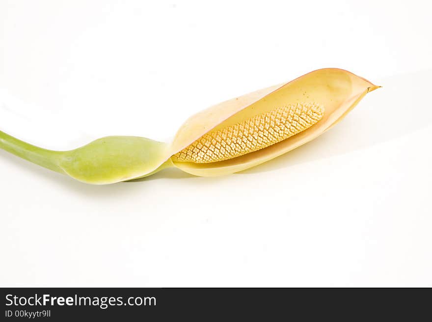 Tropical flower isolated