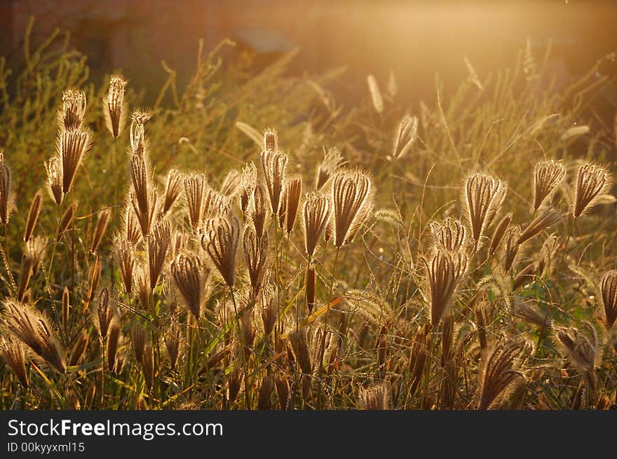 Chinese grass in autumn evening. Chinese grass in autumn evening