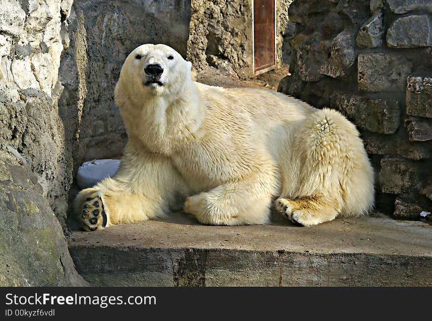 Polar bear in Moscow zoo