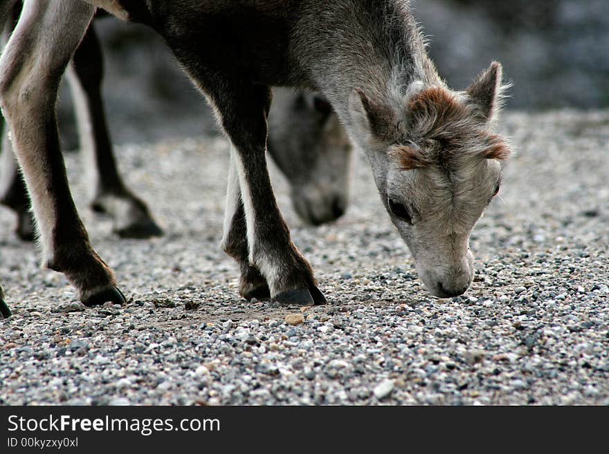 Mountain goats