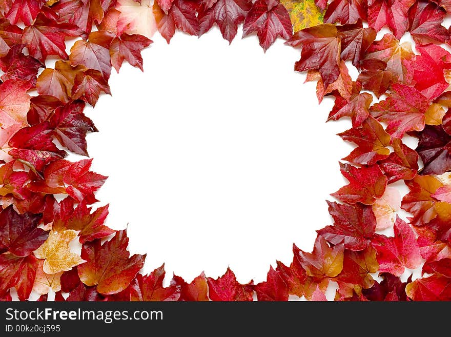 Vine leaves frame on white background. Vine leaves frame on white background