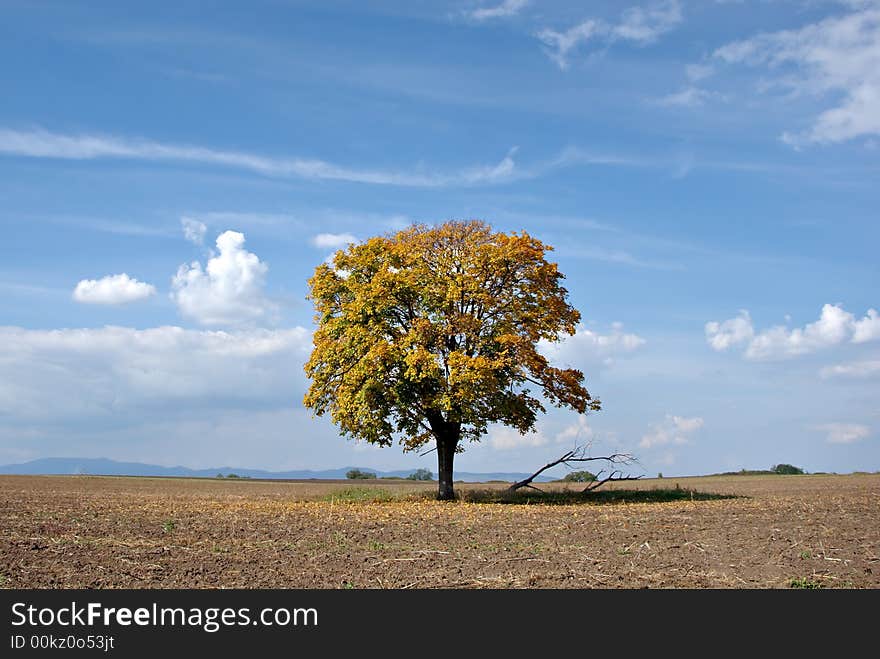 Lonely tree with blue sky