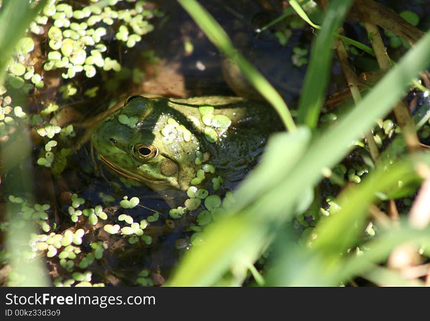 Giant Bullfrog 1