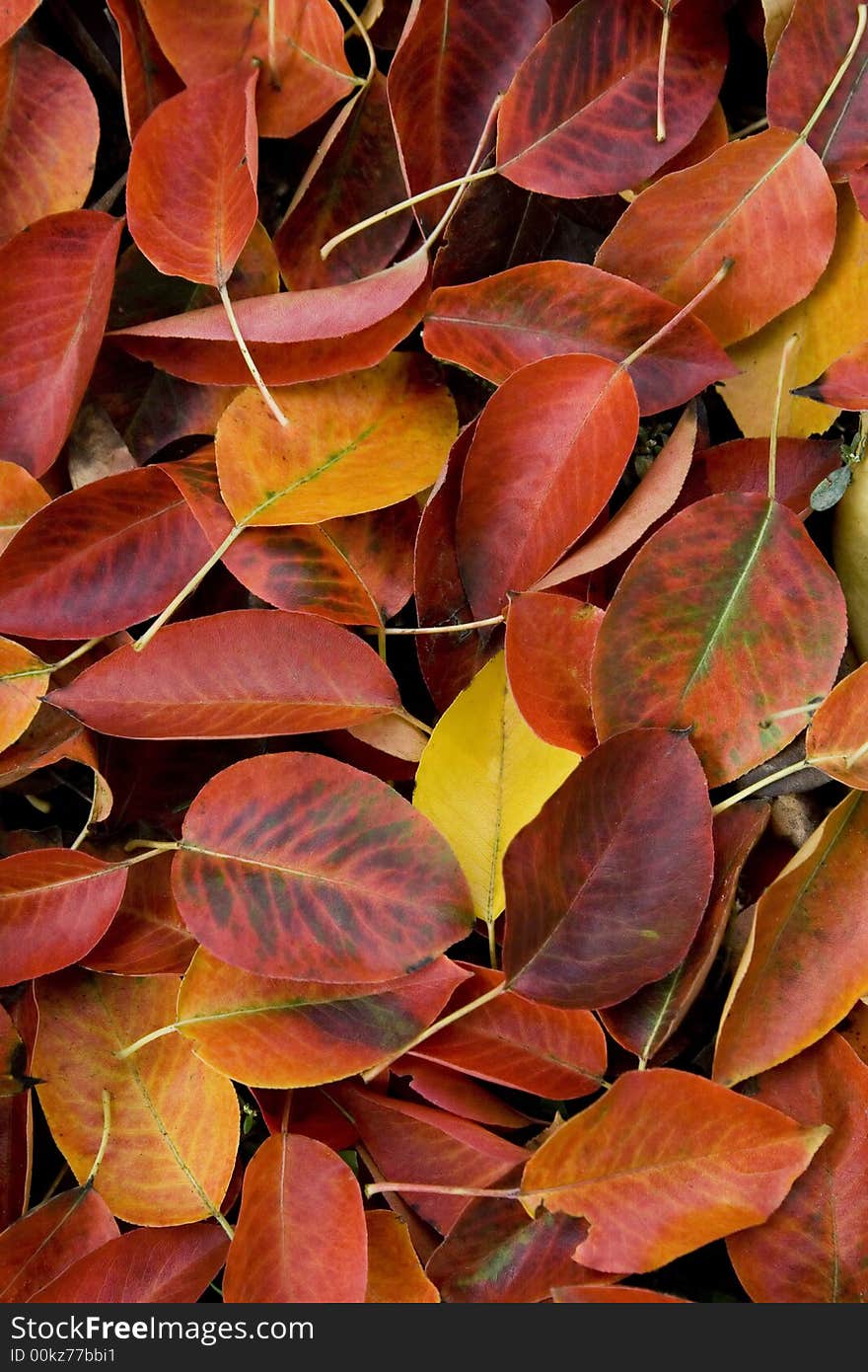 The colorful red autumn leaves. The colorful red autumn leaves