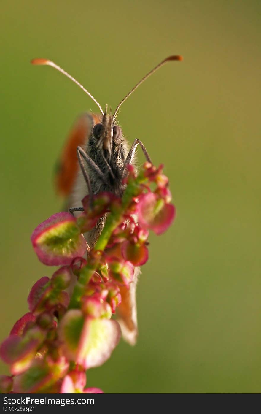 Butterfly