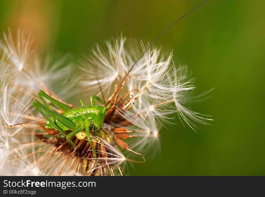 Grasshopper sitting on a dandelion. Grasshopper sitting on a dandelion