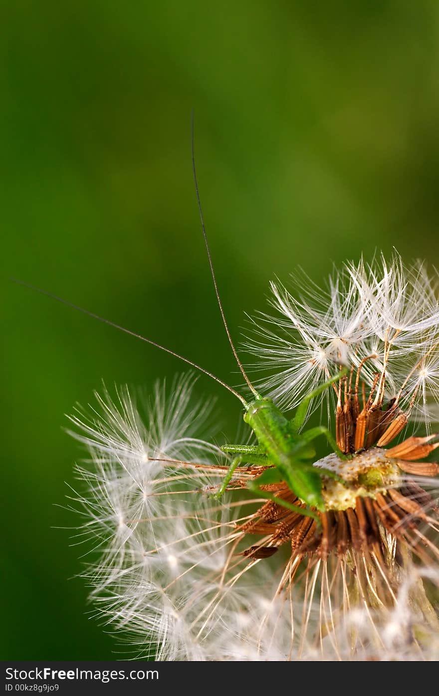 Grasshopper sitting on a dandelion. Grasshopper sitting on a dandelion