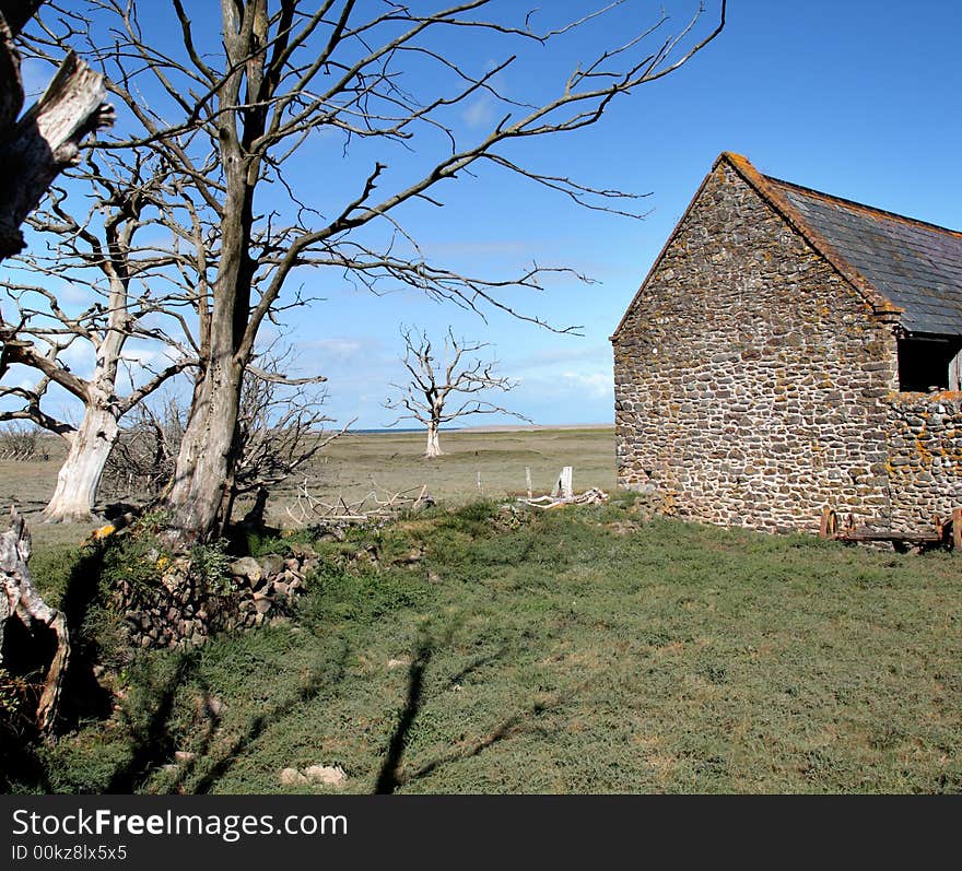 Skeletal and Petrified Trees on a Coastal English Field with barbed wire fence and Stone Barn. Skeletal and Petrified Trees on a Coastal English Field with barbed wire fence and Stone Barn