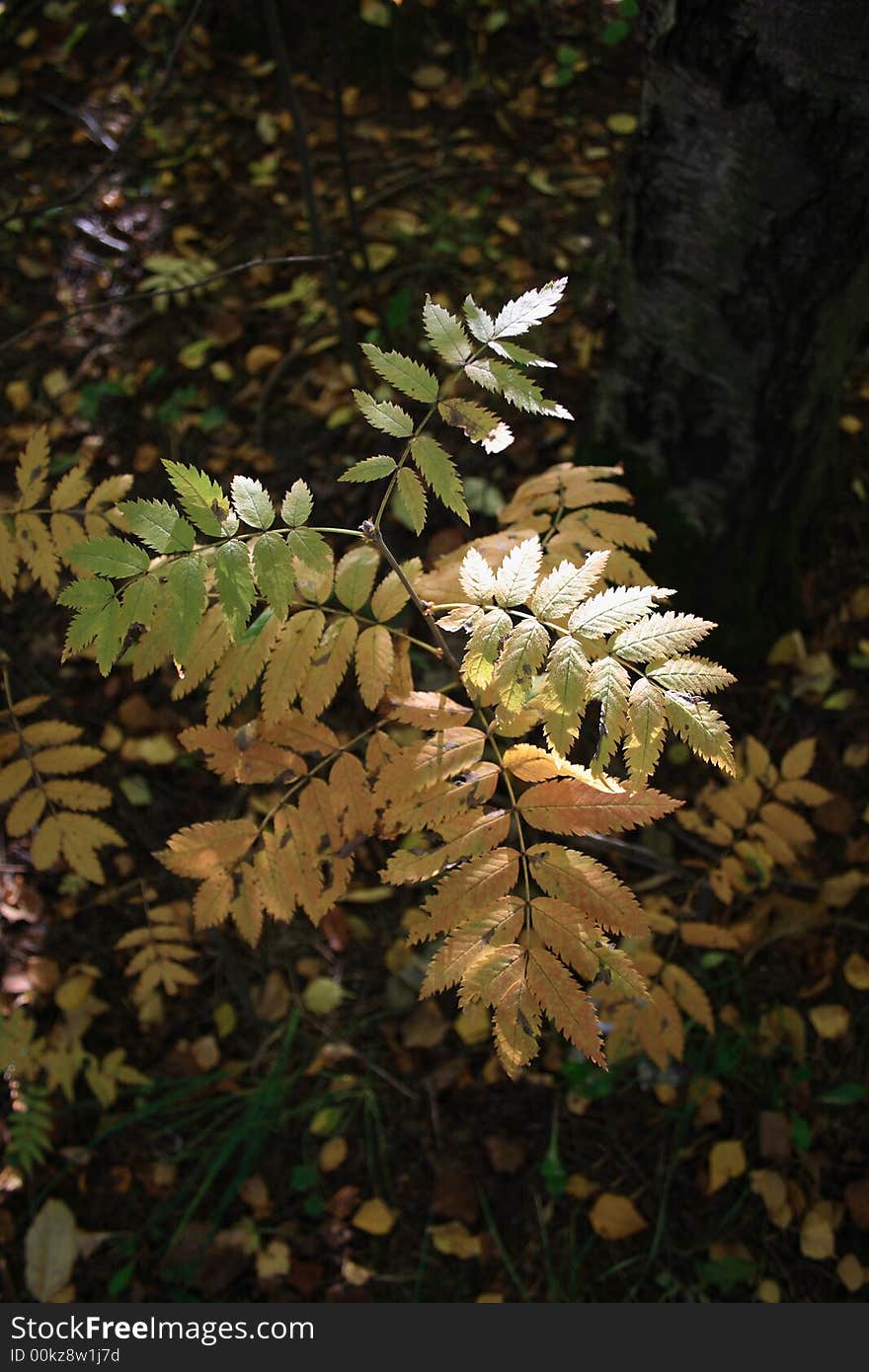 Photo of an autumnal forest, the yellow pages of a small arbor resemble of going around summer, changeover of seasons