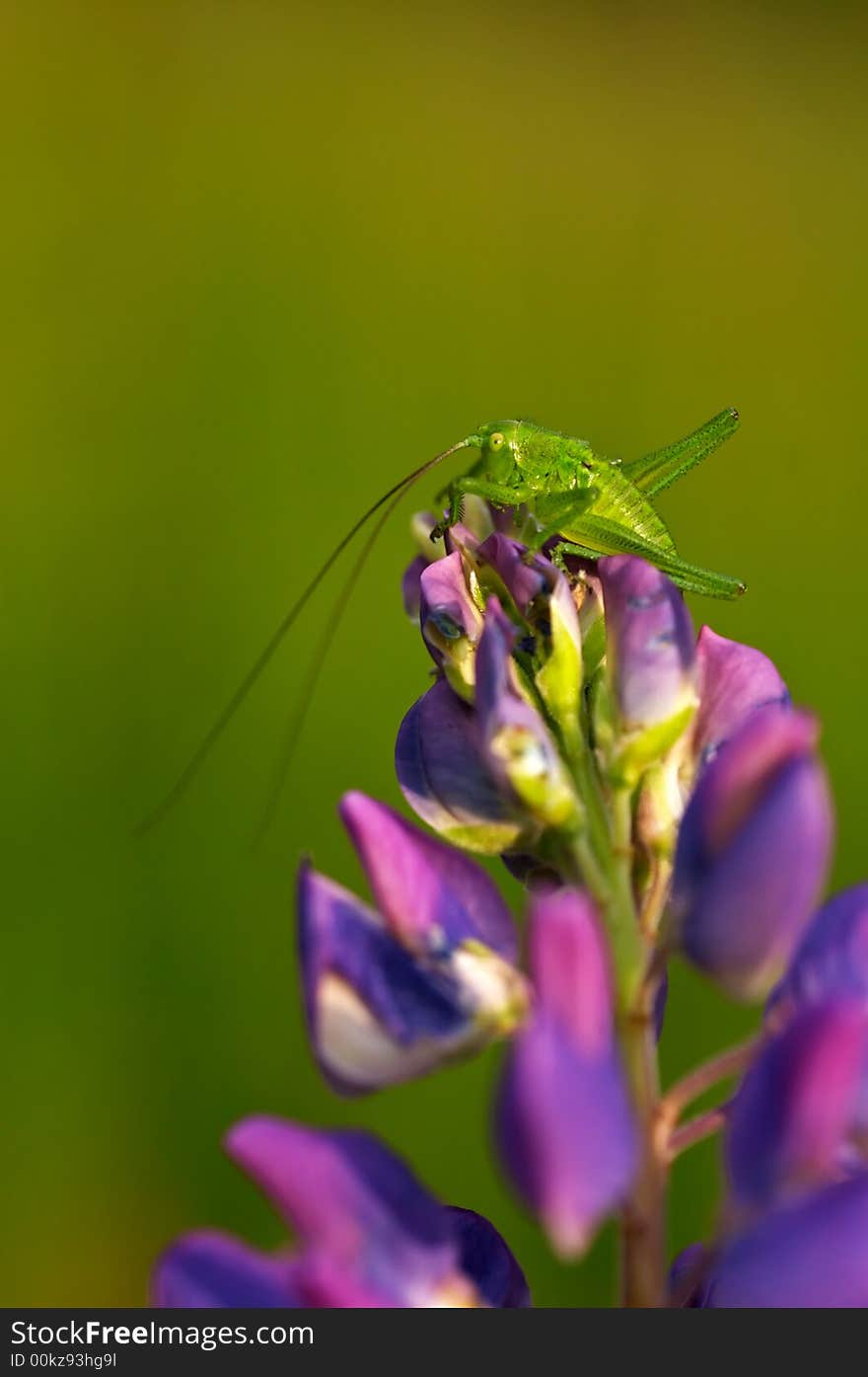 Grasshopper on a violet flower