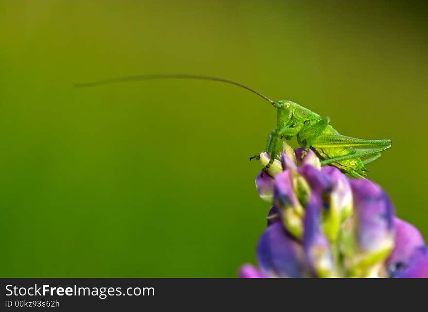 Grasshopper on a violet flower