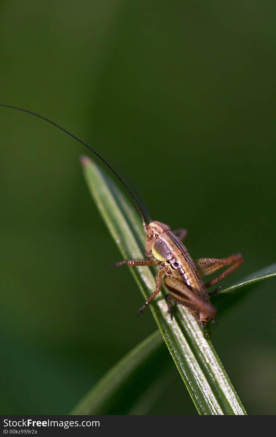 Grasshopper