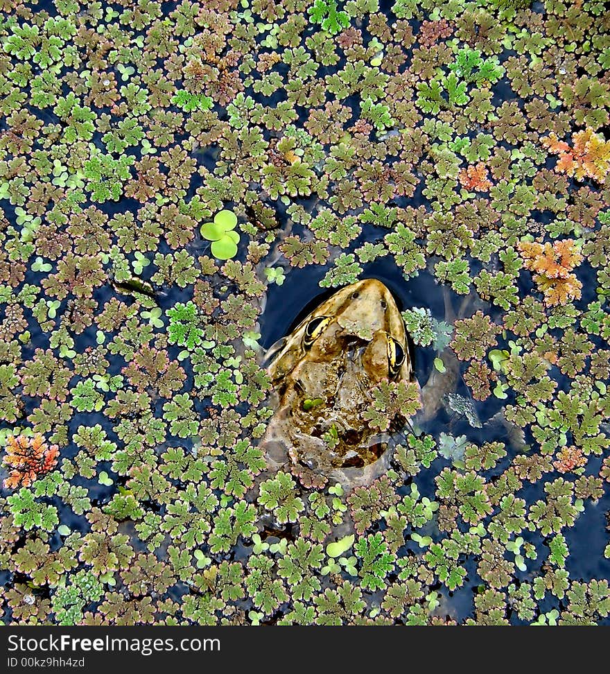 Frog's head on a surface of a lake covered with colorful algae. Frog's head on a surface of a lake covered with colorful algae