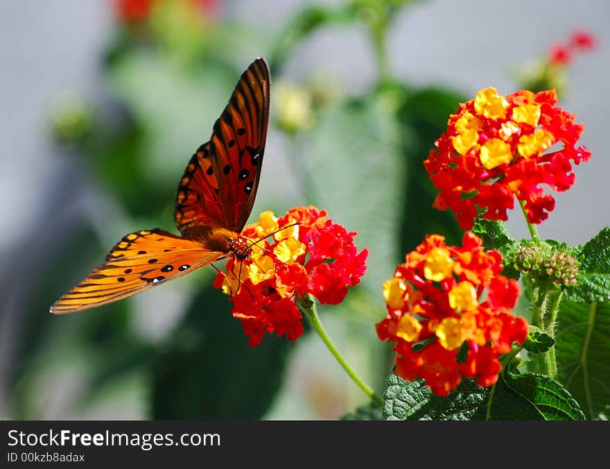 Butterfly at Lunch