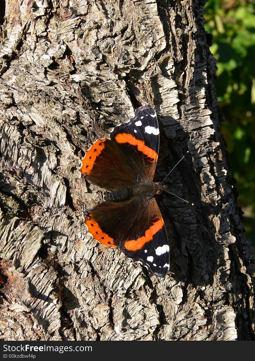 Butterfly in garden on wood