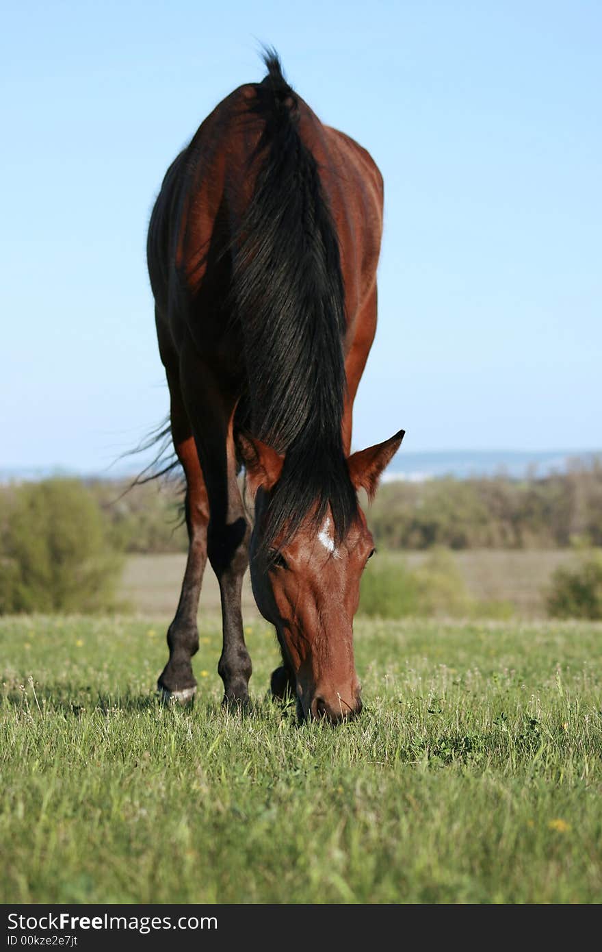 Brown horse on the green meadow