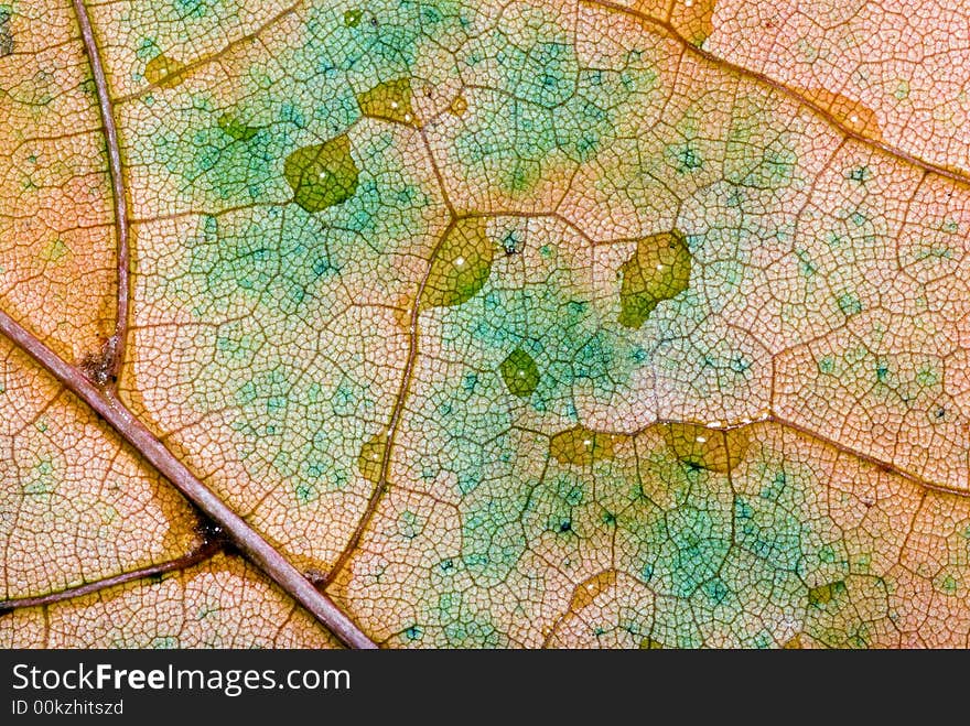 Autumn leaf macro texture with water drops