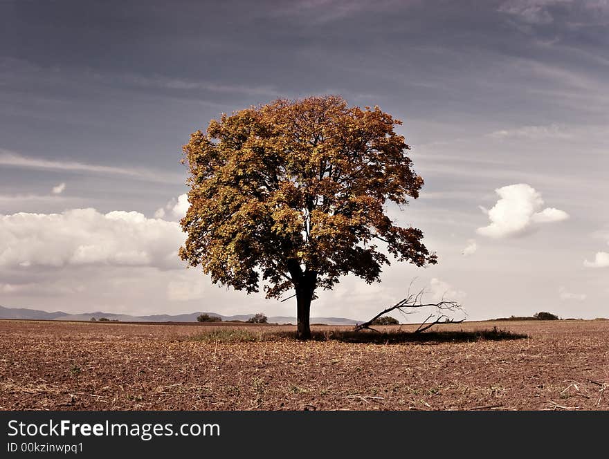 Lonely tree with different colors. Lonely tree with different colors