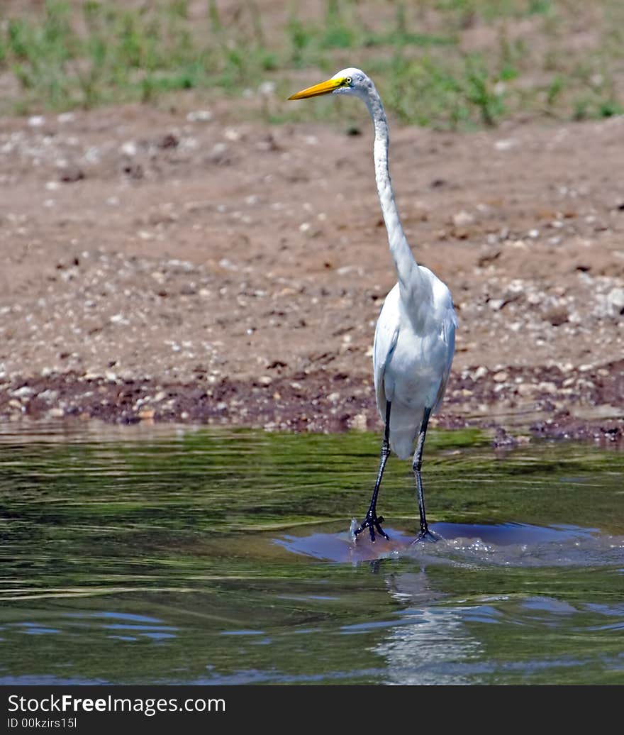 Egret