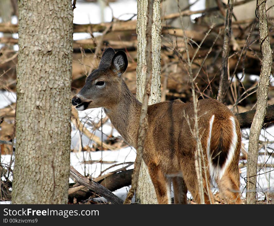 A white-tailed deer standing in the woods