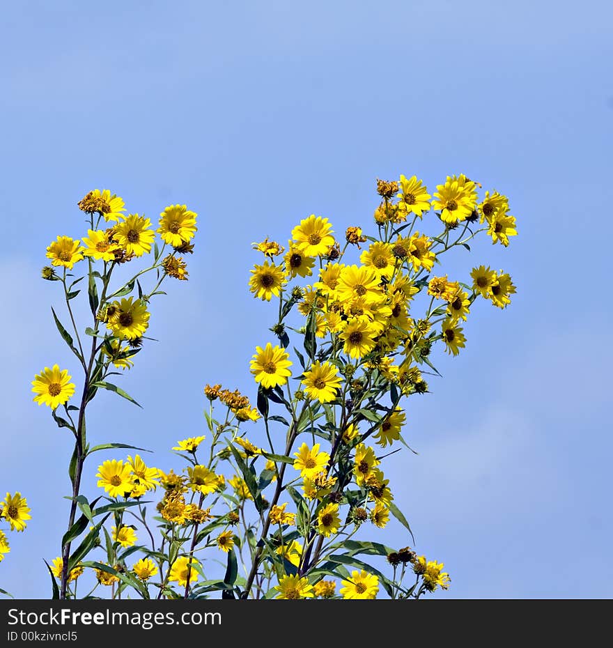 Yellow wildflower against a bright blue sky