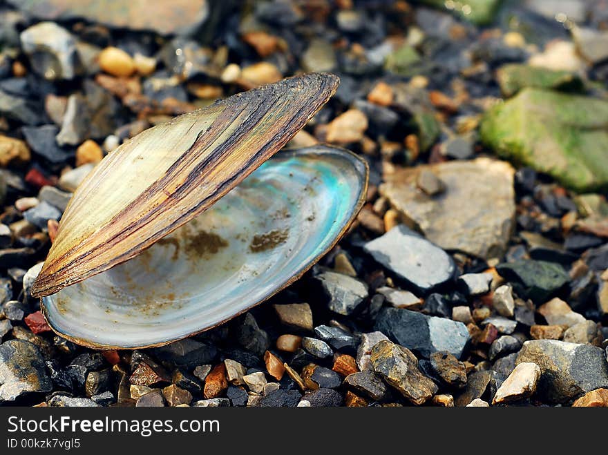 Opened clam at the border of the river placed on river stones. Opened clam at the border of the river placed on river stones