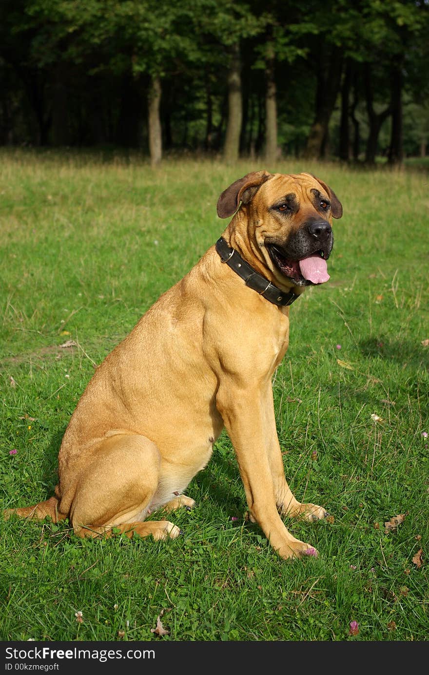 Beautifol portrait of a street dog looking in a distance