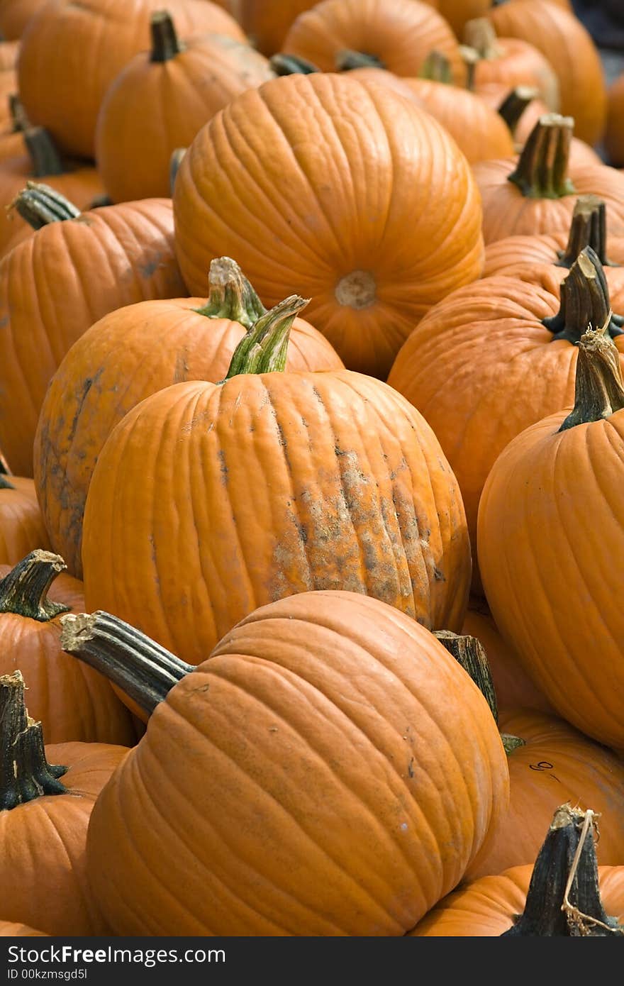 Pumpkins For Sale