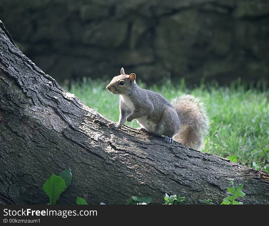 Gray Squirrel