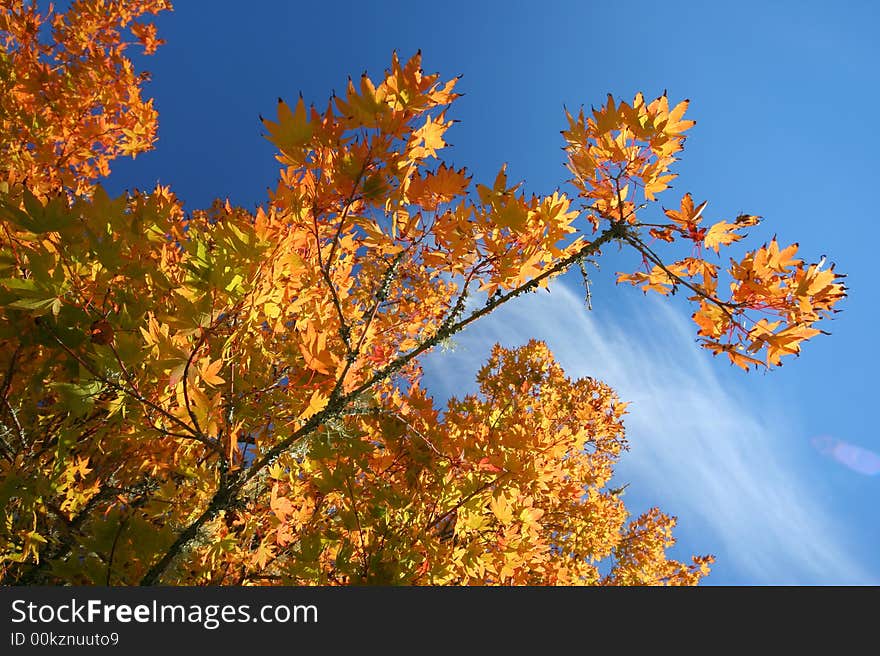 A Tree Branch With Autumn Colors