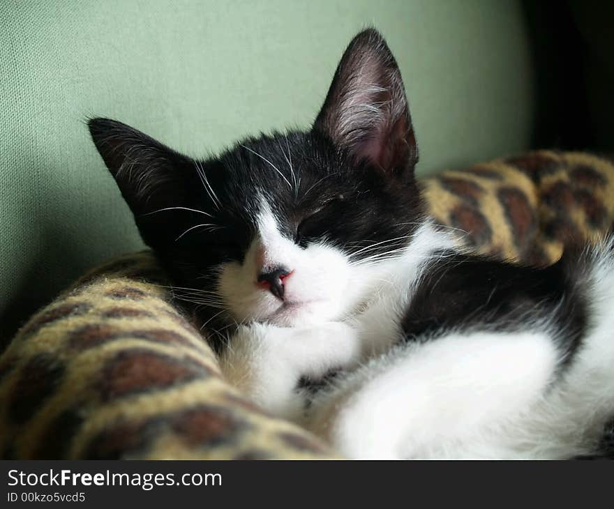 A black and white kitten sleeping soundly with a paw curled under his chin. A black and white kitten sleeping soundly with a paw curled under his chin.