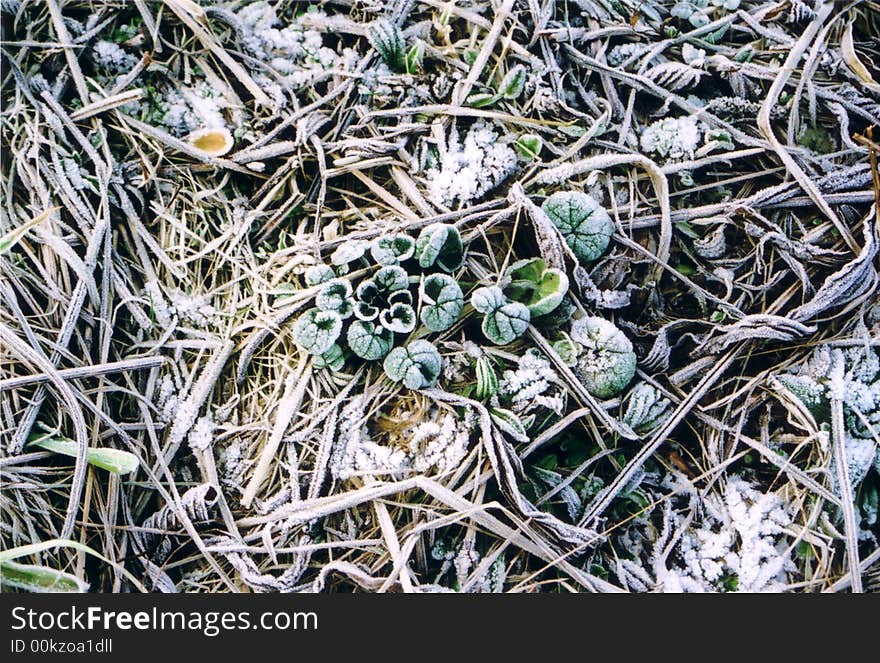 Frosted Leaves