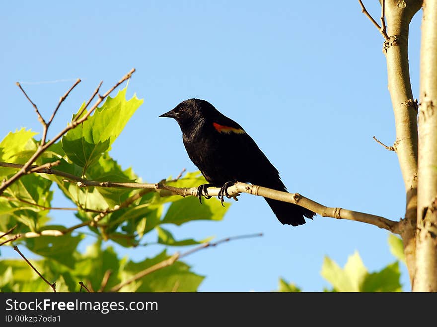 Red wing blackbird