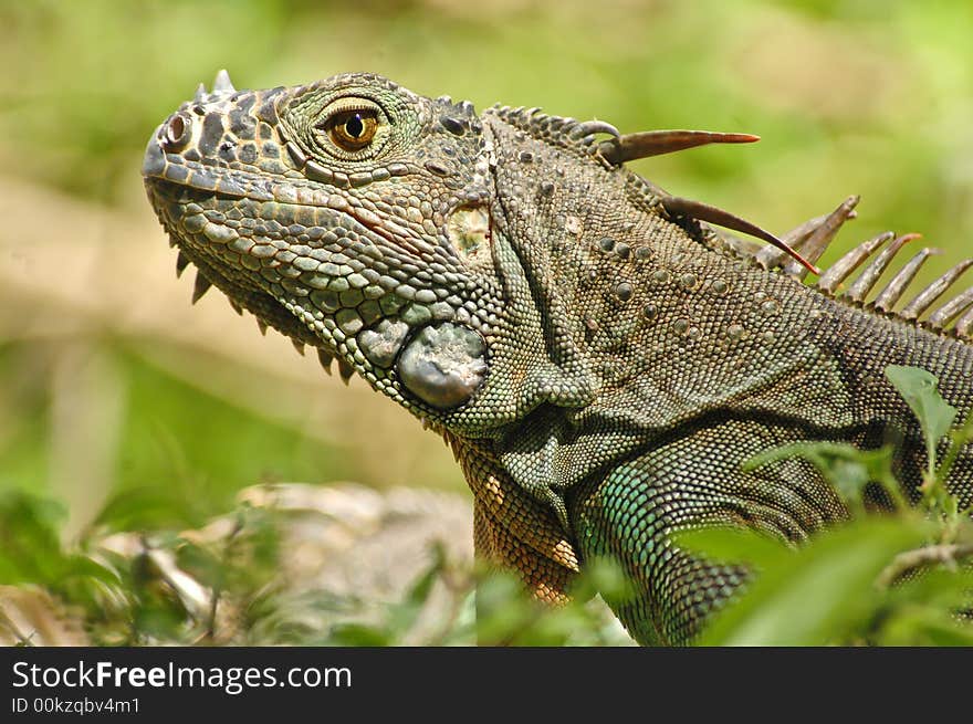 Iguana Sitting On Rocks