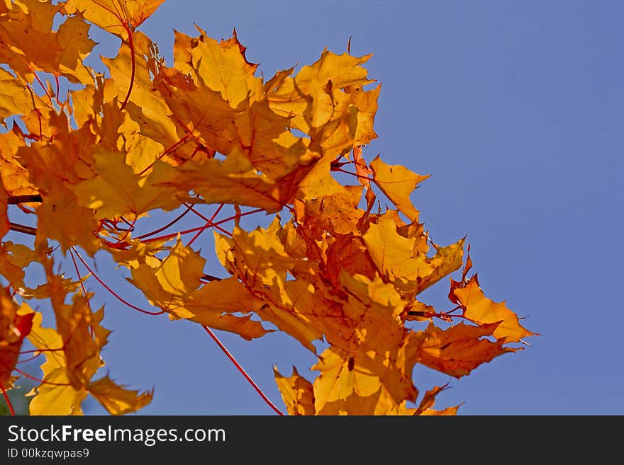 Branch of bright yellow maple's leaves over deep blue sky. Branch of bright yellow maple's leaves over deep blue sky