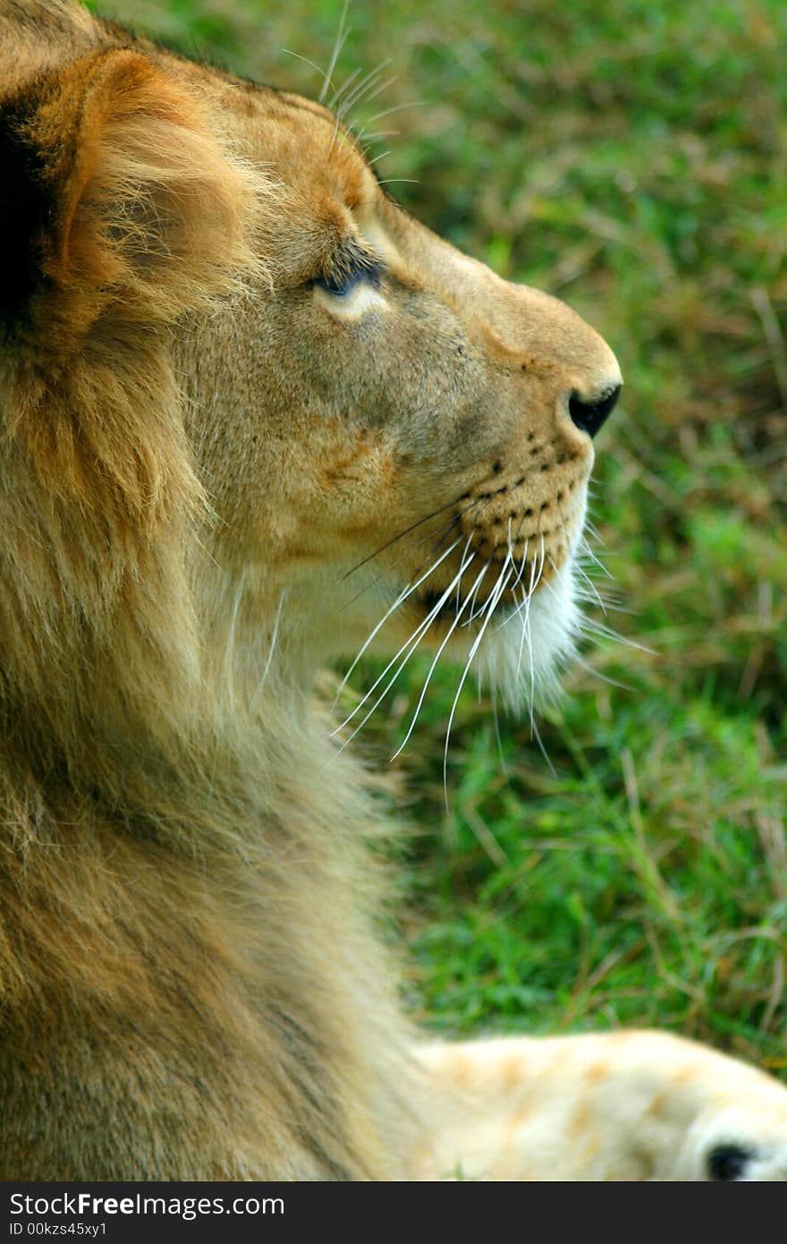 Profile of a young male lion laying in the grass. Profile of a young male lion laying in the grass