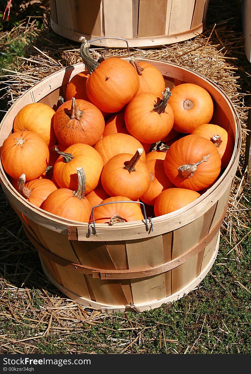 Fall crop of pumpkins