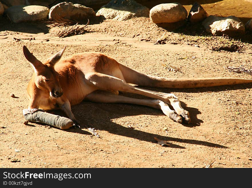 Get well soon, red kangaroo!. Get well soon, red kangaroo!