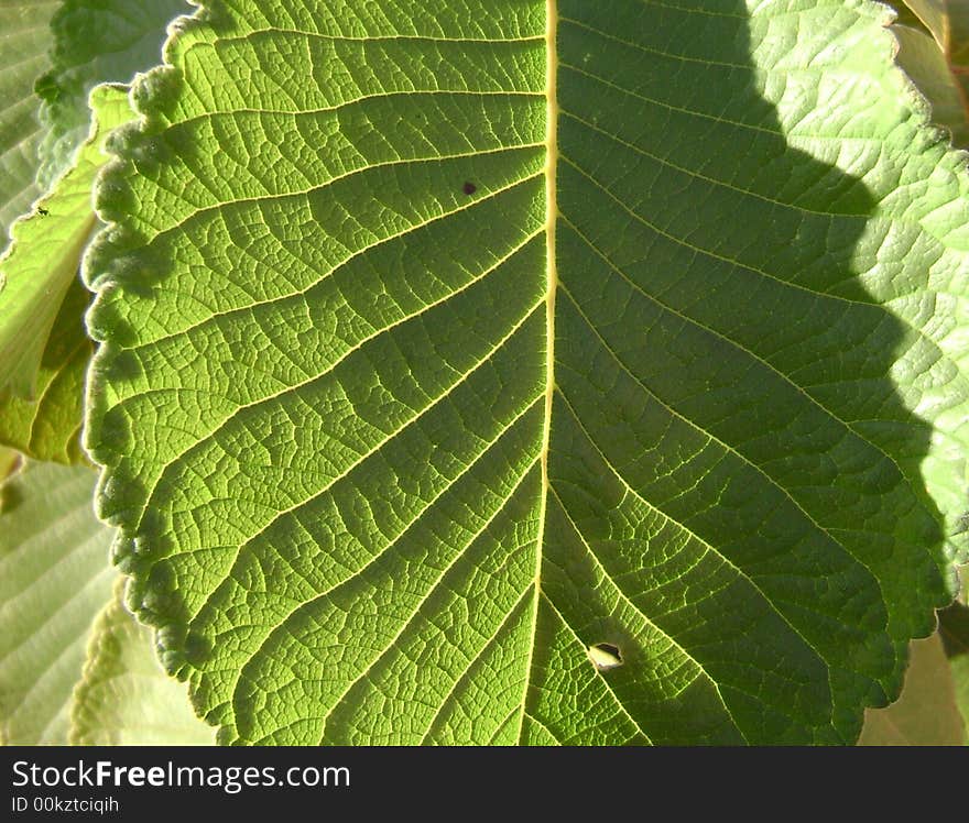 Leaf of pequi. Brazilian central food