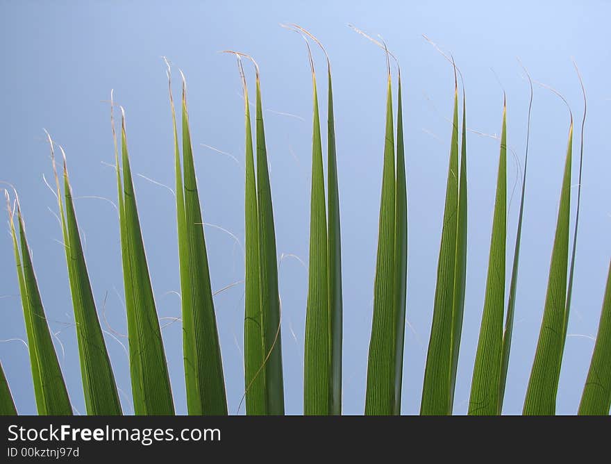 Palm Fan Tips against a blue sky