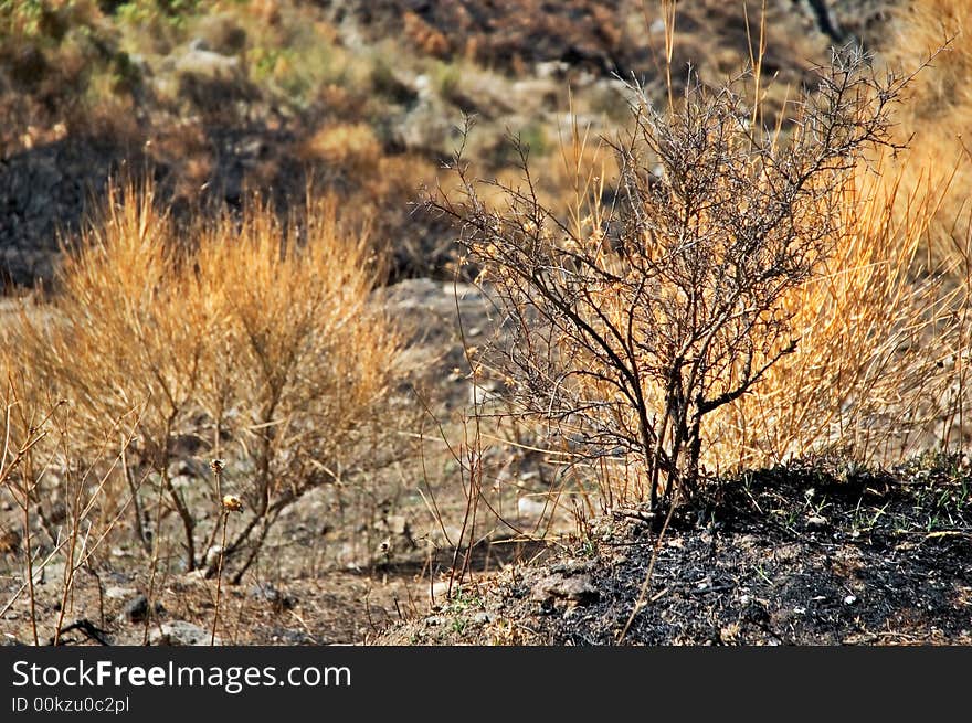 Burned out bush with selective focus