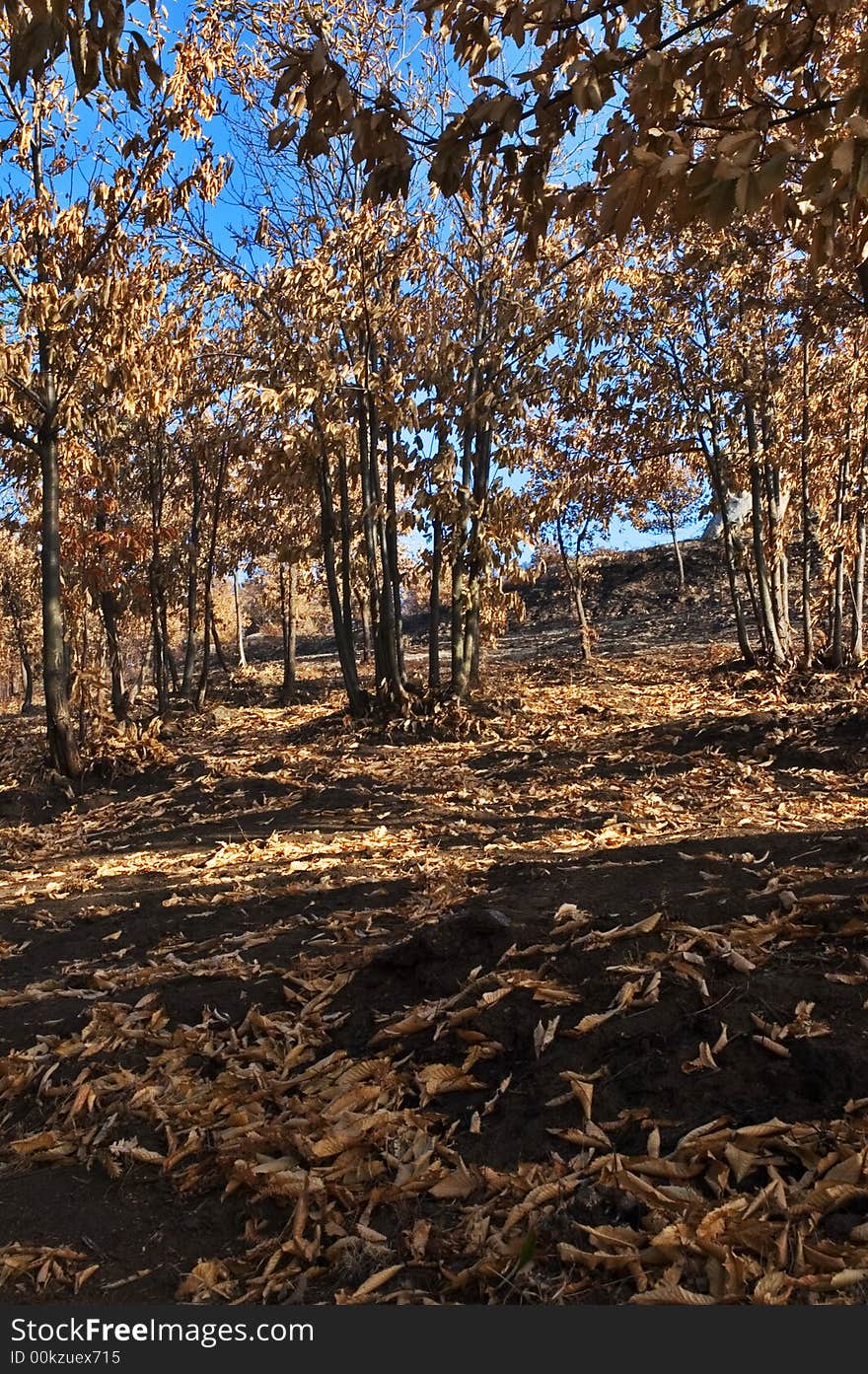 Burned out trees and leaves in a wood