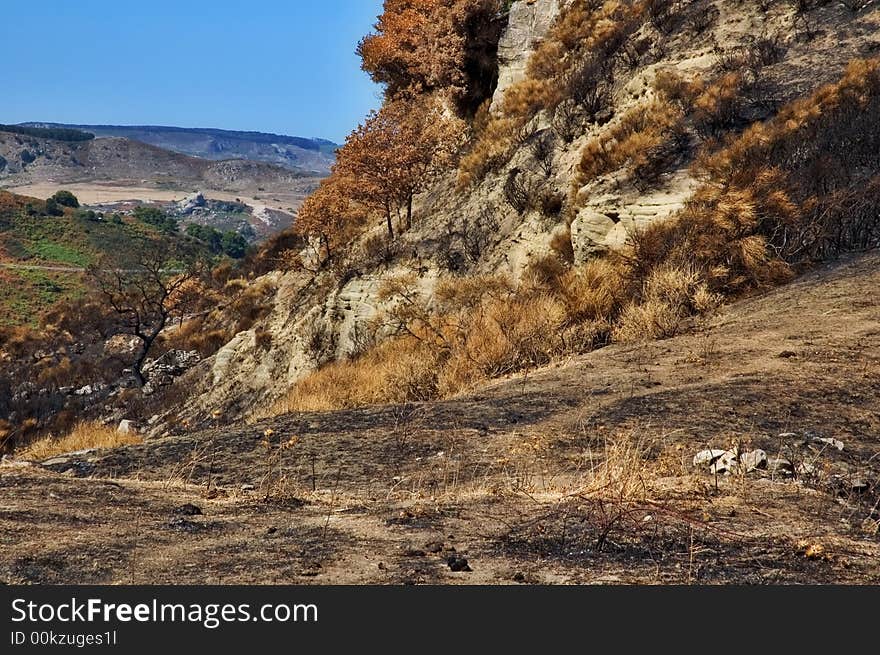 Landscape after fire with burned out tree